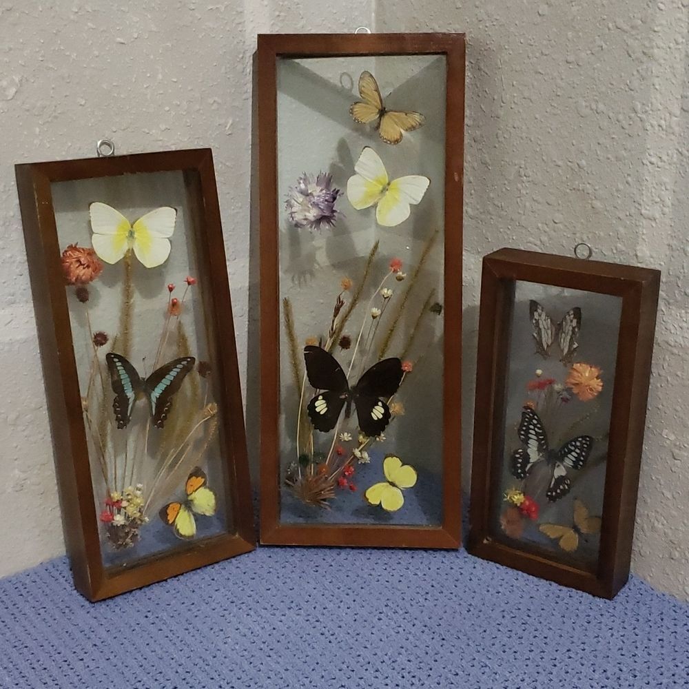 Stunning Butterfly & Dried Flowers Mounted In Shadow Box Framed Wall Art